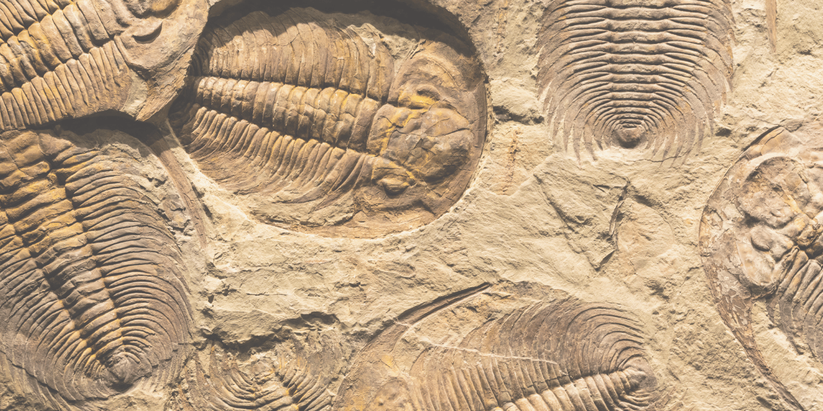 Bayram Coşkusunun Gölgesinde Çocuk İşçilerin Unutulmuşluğu (21) İnsanlık, varoluşundan itibaren hikayelere ihtiyaç hissetmiştir. Tarihöncesi insanların mağaralarında çizdikleri av sahneleriyle eş zamanlı olarak başlayan bu anlatı geleneği, bugün dijital ve sanal platformlara kadar uzanmıştır. Ancak hikayelerin sadece eğlence aracı olmadığını, aynı zamanda kültürel mirasımızın temelini ve insan psikolojisinin özünü oluşturduğunu görmekteyiz. Hikayelerin büyüsü, bizi bilinmeyene doğru yönlendirirken, aynı zamanda bizi bir arada tutan bir güç olmuştur. Sizce, insanlık hikayeler olmadan nasıl bir dünya kurardı?